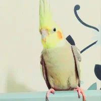 عروس هلندی مولد