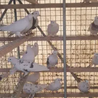 تعدادی ۵۰ طوق کبوتر