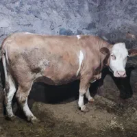 یک راس گاو گوشتی