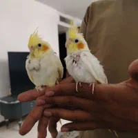 جوجه عروس هلندی تازه دون خور