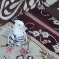جفت طوقی هفت رنگ