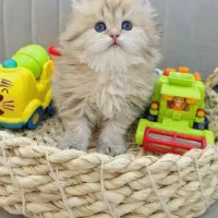 *((خاطره خوش با یک گر/به ناز و بازیگوش پژو