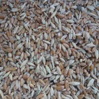 گندم|گل و گیاه طبیعی|حمیدیه, |دیوار