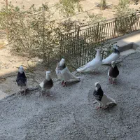 کفتر طوقی سرور