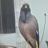 مرغ مینا جفت اهلی و سخنگو