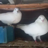قیمت مفت