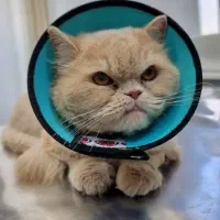 کلینیک دامپزشکی یارا