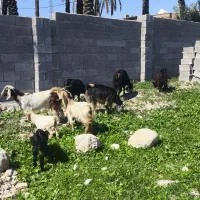 بز داشتی|حیوانات مزرعه|بهبهان, |دیوار