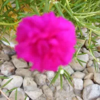 گلدون و گل نازی