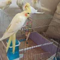 6عدد عروس هلندی همه از یک نژاد