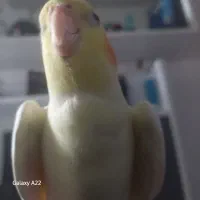 معاوضه عروس هلندی نر با مانگو