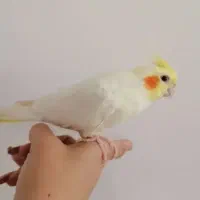 کبوترسبزالمانی پاش توپی اهنی داره گم کردم