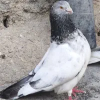 کفتر.شیخی و طوقی ماده