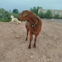 نر داشتی