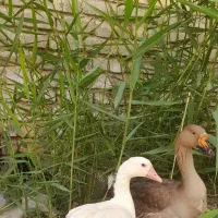 فروش قوغاز نر ماده