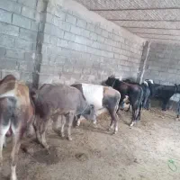 فی ۱میلیون
