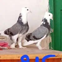 کبوتر شازده زینتی
