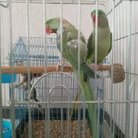 پرنده سهره جوجه
