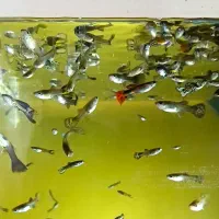 پک 100عددی آکواریومی آب شیرین با ارسال رایگان