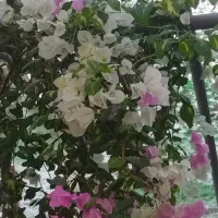 گل زیبا|گل و گیاه طبیعی|مراغه, |دیوار