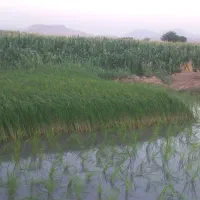 چلتوک