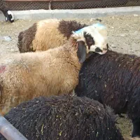 قرارگاه گوسفندوطیور