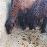 بره