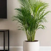 دیگه گل هاتو باقیمت بالا نخر ارسال رایگان درب منزل