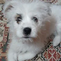 واگذاری سگ با نژاد شیتسو تریر