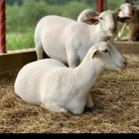 اجاره-دامداری