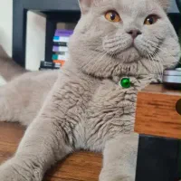 جفتگیری بریتیش لیلاک