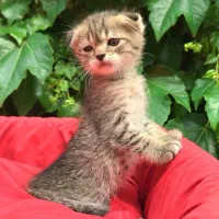 اسکاتیش ماربل