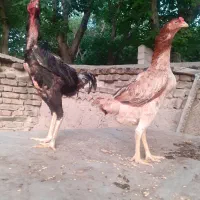 مرغ لاری6دنگ کورچ