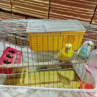 مرغ عشق نر و ماده
