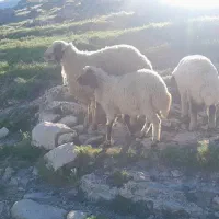 یک راس گوسفند شیشک و بره
