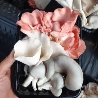 بذر قارچ صدفی صورتی مناسب تولید در فصل گرما