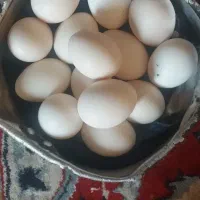 تخم‌مرغ محلی