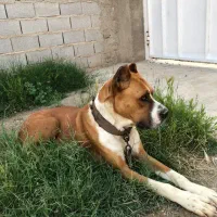 سگ پیتبول