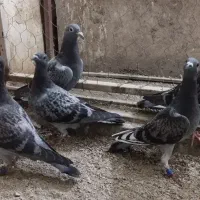 جوجه دوبر پلاکی مسافتی