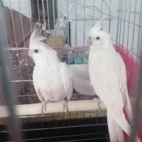 جفت البینو ضمانتی