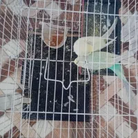 مرغ عشق|پرنده|سملقان, |دیوار