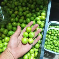 گوجه سبز