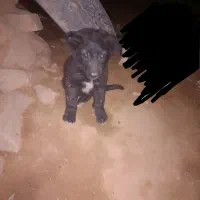 توله