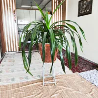 گل وگیاه|گل و گیاه طبیعی|اصفهان, کوهانستان|دیوار