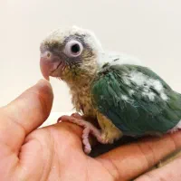 جوجه گرینچیک پاین اپل سرلاکی