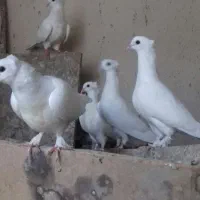 جوجه مخصوص یاهو بازی 12 تا