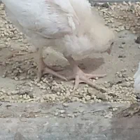 جوجه گوشتی 25روزه