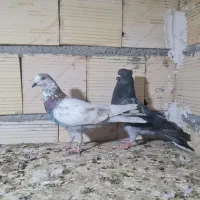 کفتر تهرانی