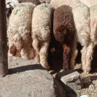 بره نر درجه یک گاومیش بز قوچ میش گاو