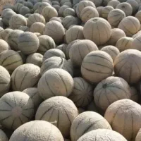 طالبی.